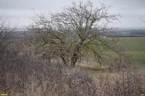 Перспективная ООПТ (дополнительная) Колонская гора