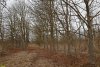 Перспективная ООПТ Лес Куркуй 