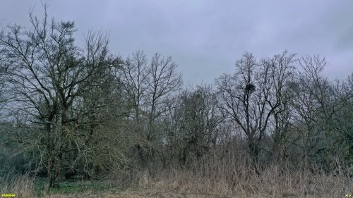 Перспективная ООПТ Непильский лес