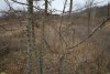 Перспективная ООПТ Непильский лес
