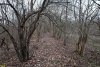 Перспективная ООПТ Непильский лес