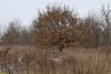 Перспективная ООПТ Левошухинская балка