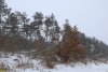 Перспективная ООПТ Пятый квартал