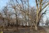 Перспективная зелёная зона в хуторе им.Тамаровского (1)
