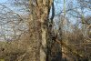 Перспективная ООПТ Приазовский лесопарк