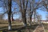 Перспективная зелёная зона в станице Ольгинской (2)