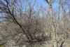 Перспективная ООПТ Треугольный лес