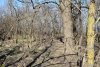 Перспективная ООПТ Треугольный лес