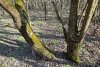 Перспективная ООПТ Курчанский лесопарк