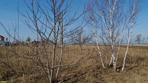Перспективная зелёная зона в г.Приморско-Ахтарске (15)