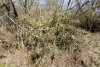 Ветка туи в перспективной зелёной зоне в г.Приморско-Ахтарске (17)