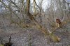 Перспективная ООПТ Бородинский колок