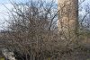 Перспективная ООПТ (дополнительная) Старая водонапорная башня