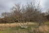 Перспективная ООПТ Дубовая роща в хуторе Ленинский Путь