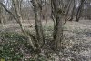 Перспективная ООПТ Семигорский лес 