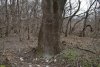 Перспективная ООПТ Семигорский лес