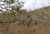 Перспективная ООПТ Восточно-Натухаевский лес