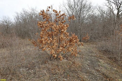 Перспективная ООПТ Восточно-Натухаевский лес