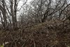 Перспективная ООПТ Восточно-Натухаевский лес