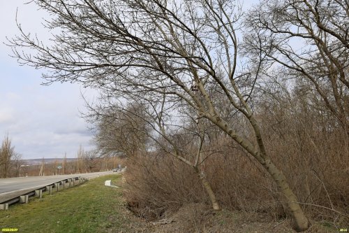 Перспективная ООПТ Семигорский лес 