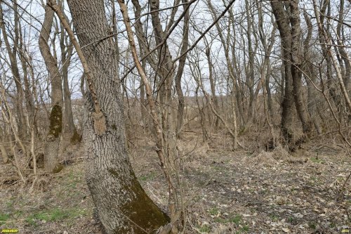 Перспективная ООПТ Семигорский лес 
