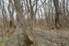 Перспективная ООПТ Семигорский лес 