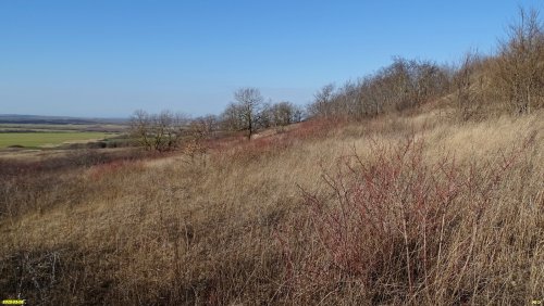 Перспективная ООПТ Шкуратский лес