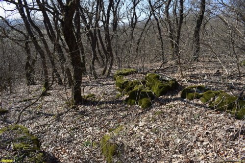 Перспективная ООПТ Шкуратский лес