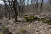 Перспективная ООПТ Шкуратский лес