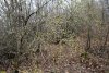 Перспективная ООПТ Гайкодзорский лес