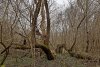 Перспективная ООПТ Пойма реки Ахтырь