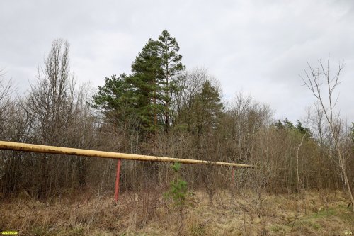 ООПТ Лес на улице Королёва (г.Апшеронск)