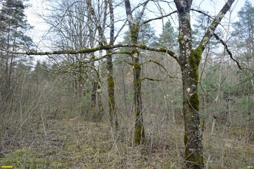 ООПТ Лес на улице Королёва (г.Апшеронск)
