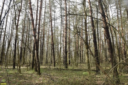Сосновый бор в ООПТ Лес на улице Королёва (г.Апшеронск)