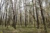 Сосновый бор в ООПТ Лес на улице Королёва (г.Апшеронск)