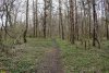 Перспективная ООПТ Припшехский лес