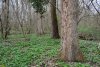 Перспективная ООПТ Припшехский лес