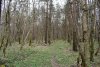 Перспективная ООПТ Припшехский лес