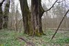 Перспективная ООПТ Припшехский лес