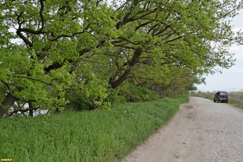 Дубы черешчатые в потенциальной ООПТ Высокий берег Старой Кубани (г.Краснодар)