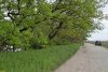 Дубы черешчатые в потенциальной ООПТ Высокий берег Старой Кубани (г.Краснодар)