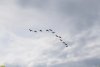 Стая караваек над потенциальной ООПТ Высокий берег Старой Кубани (г.Краснодар)