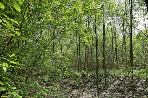 Перспективная ООПТ Пойма реки Пшеха в станице Кубанской