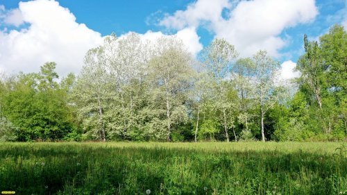 Перспективная ООПТ Пойма реки Пшеха в станице Кубанской