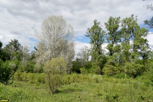 Перспективная ООПТ Тухинский лес