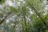 Перспективная ООПТ Тухинский лес