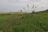 Перспективная ООПТ Капустянская лесостепь