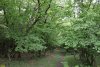 Граб обыкновенный в перспективной ООПТ Северо-Кутокский лес