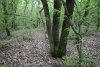 Перспективная ООПТ Южно-Кутокский лес