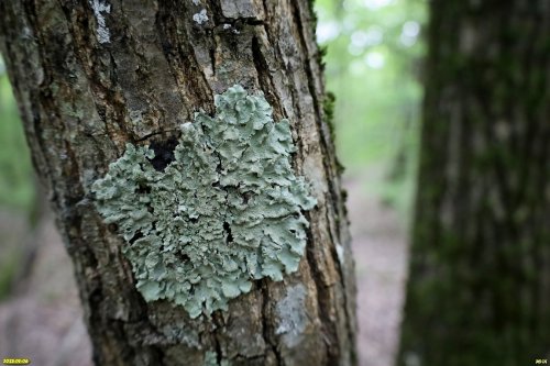 Лишайник в перспективной ООПТ Южно-Кутокский лес